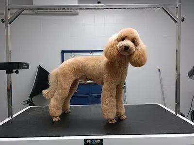 Mary Puppins psi fryzjer Maryna Shamalo Gdynia